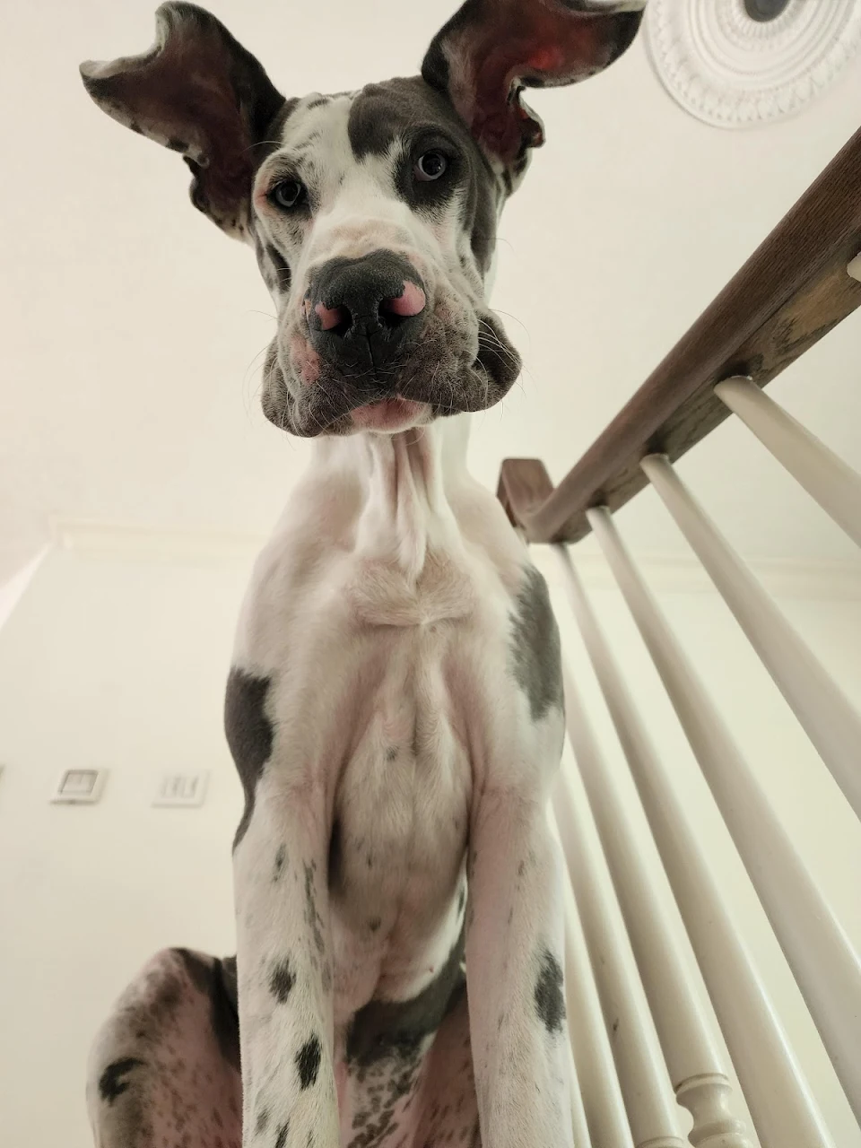Merlin, the 7 month old Great Dane