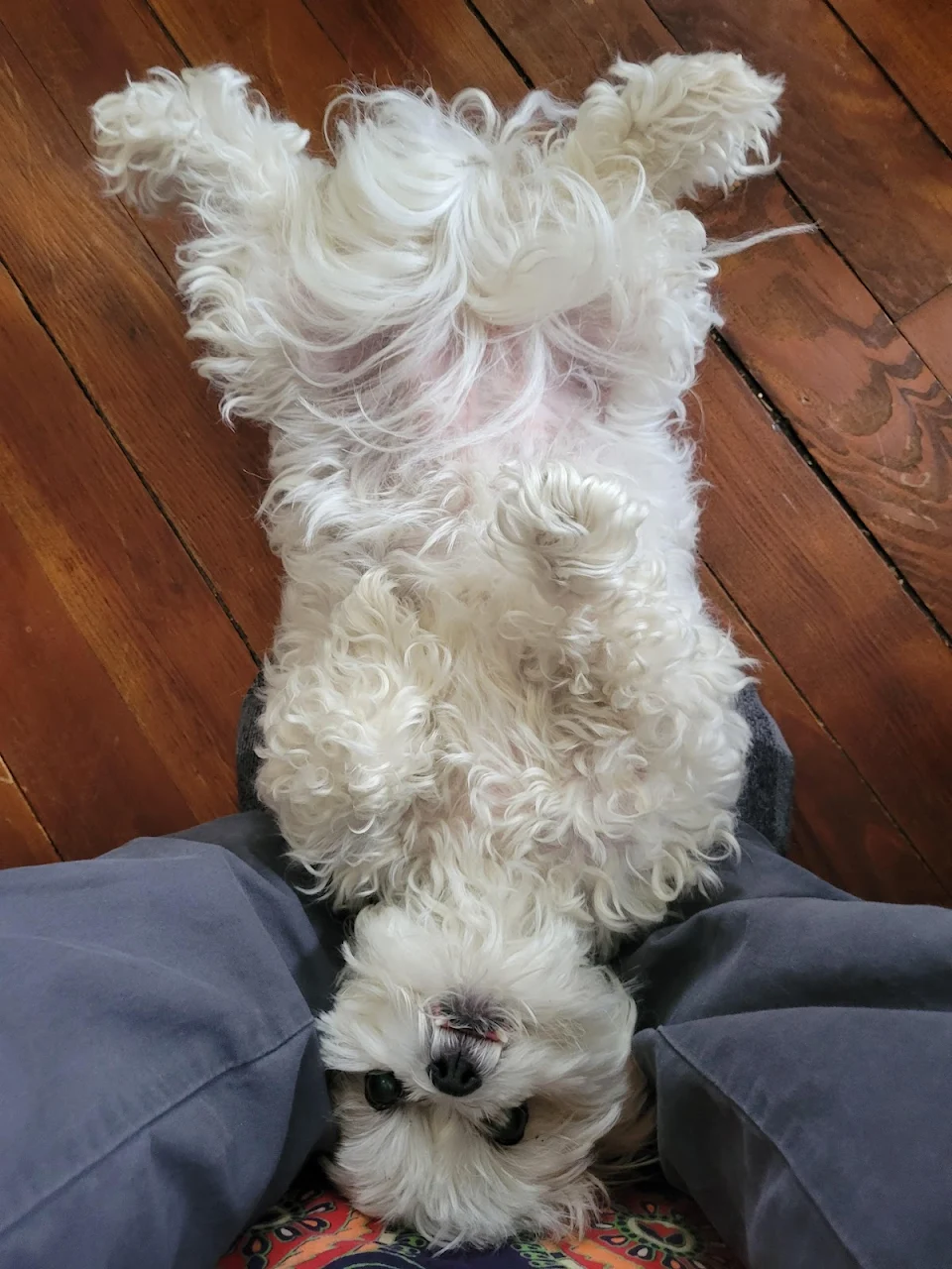 Daisy asking for some belly rubbin'