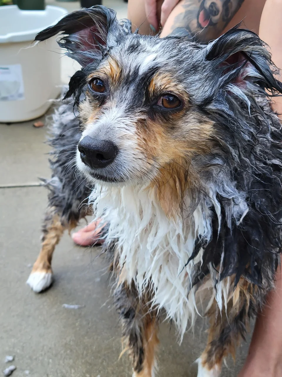 My poor skunked Oscar's look of indignation after his third bath.