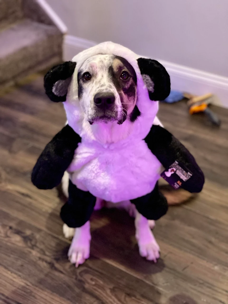 This pup is a sad panda. She gets so excited to put costumes on then sits & tries to look pitiful after to collect her cookie.