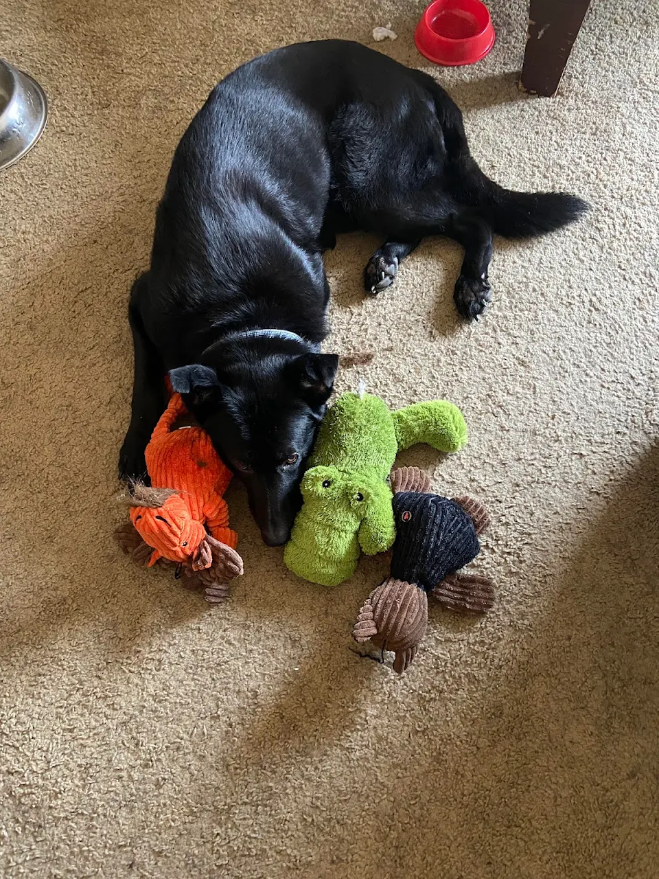 Brought Jackson a new toy today and after we gave it to him, he rounded up his others