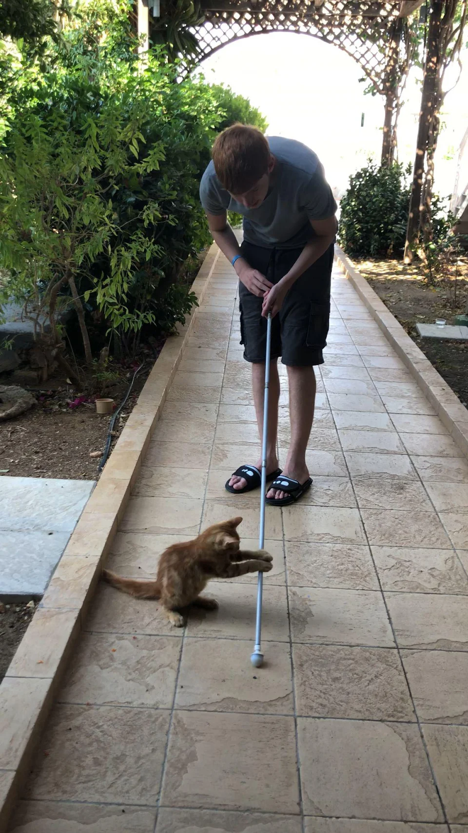 Stray at hotel in Rhodos kept attacking my cane.