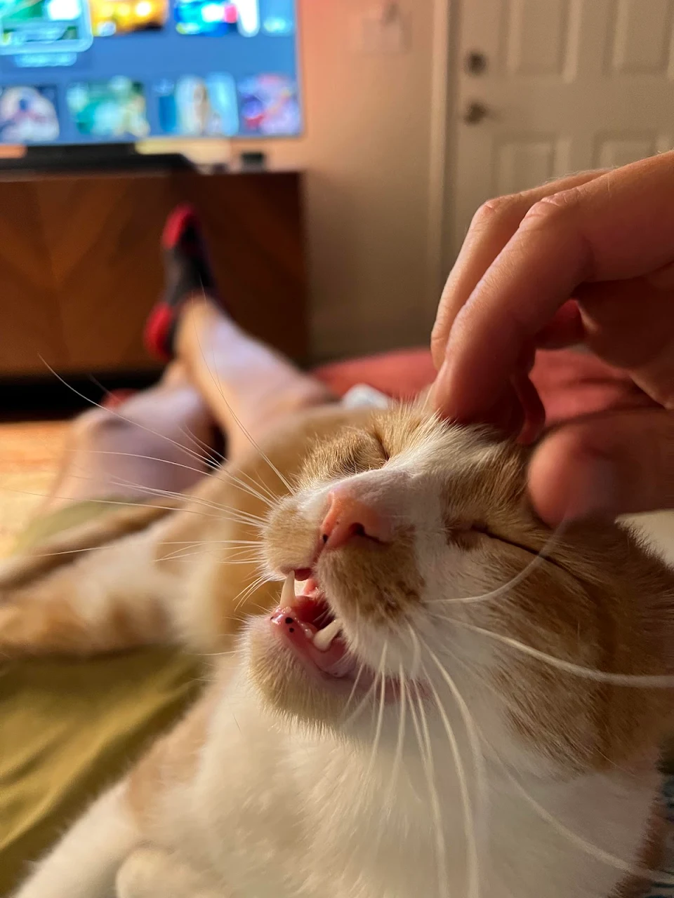 He loves the head scratchys!