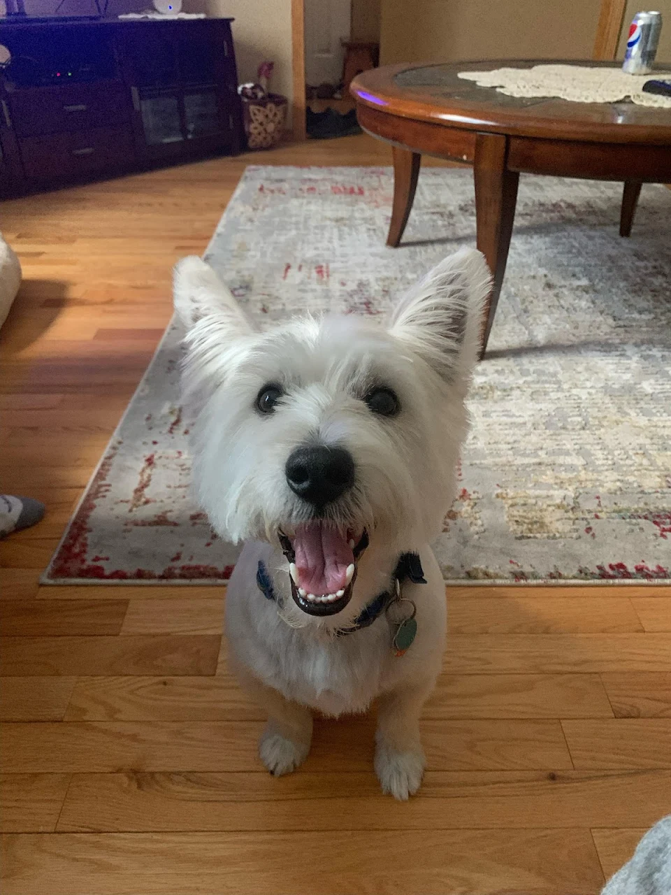 Marshall is so happy he got his hair cut! Now he’s cool as a cucumber!