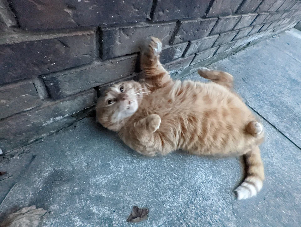 there's this unsubtle way my neighbour's cat demonstrates his expectations of scritches.