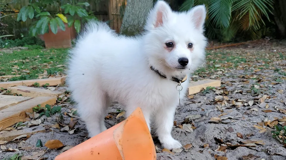 This is our eskie when she was just a few months old...reminded me of a cotton ball!