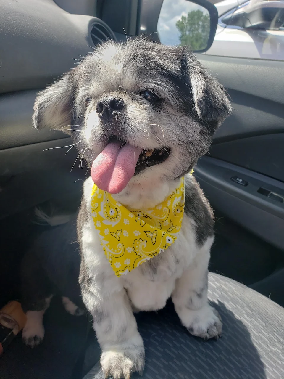 I just picked up this absolute stud from his grooming appointment and thought everyone should see how handsome he looks in yellow