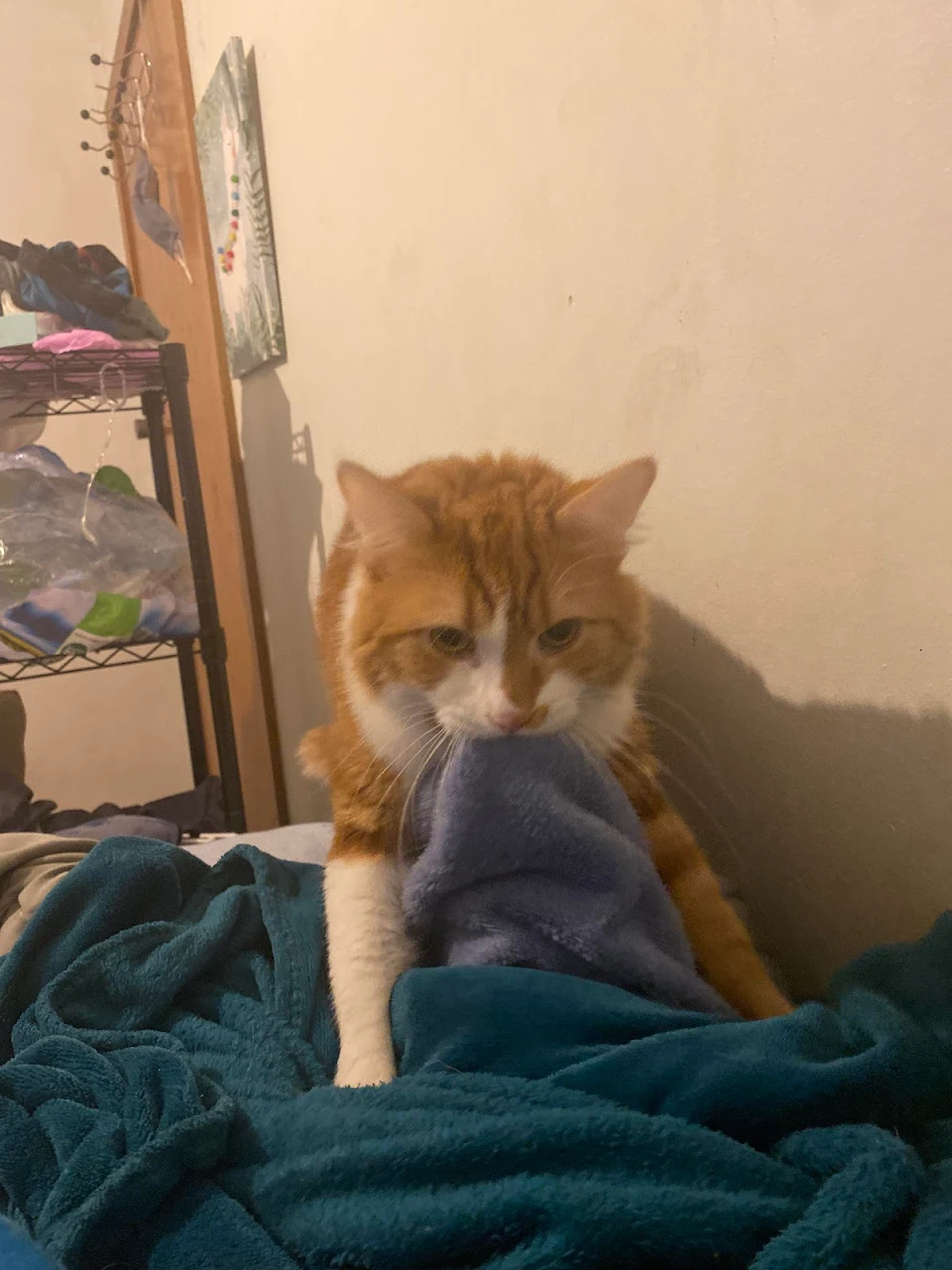 found a photo of my x girlfriends cat being grumpy because I kept touching his favourite blanket