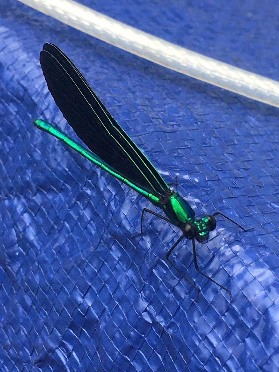 Found this cool little guy. A dragonfly of some sort I think.
