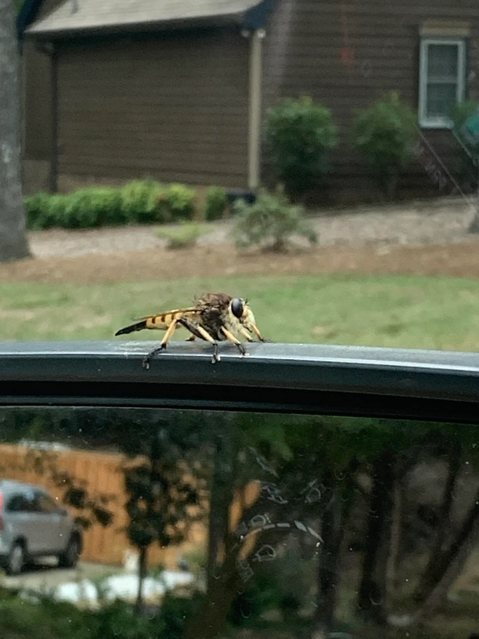 What kind of hornet?