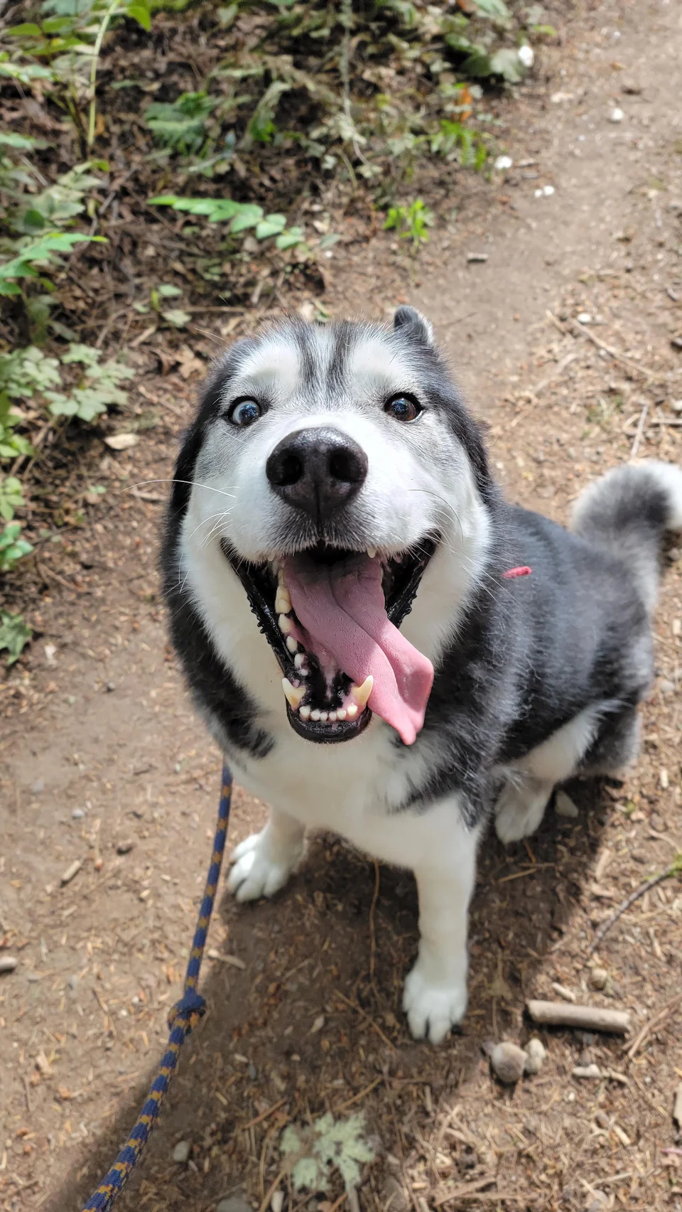 Dante the husky loves hiking new trails with me
