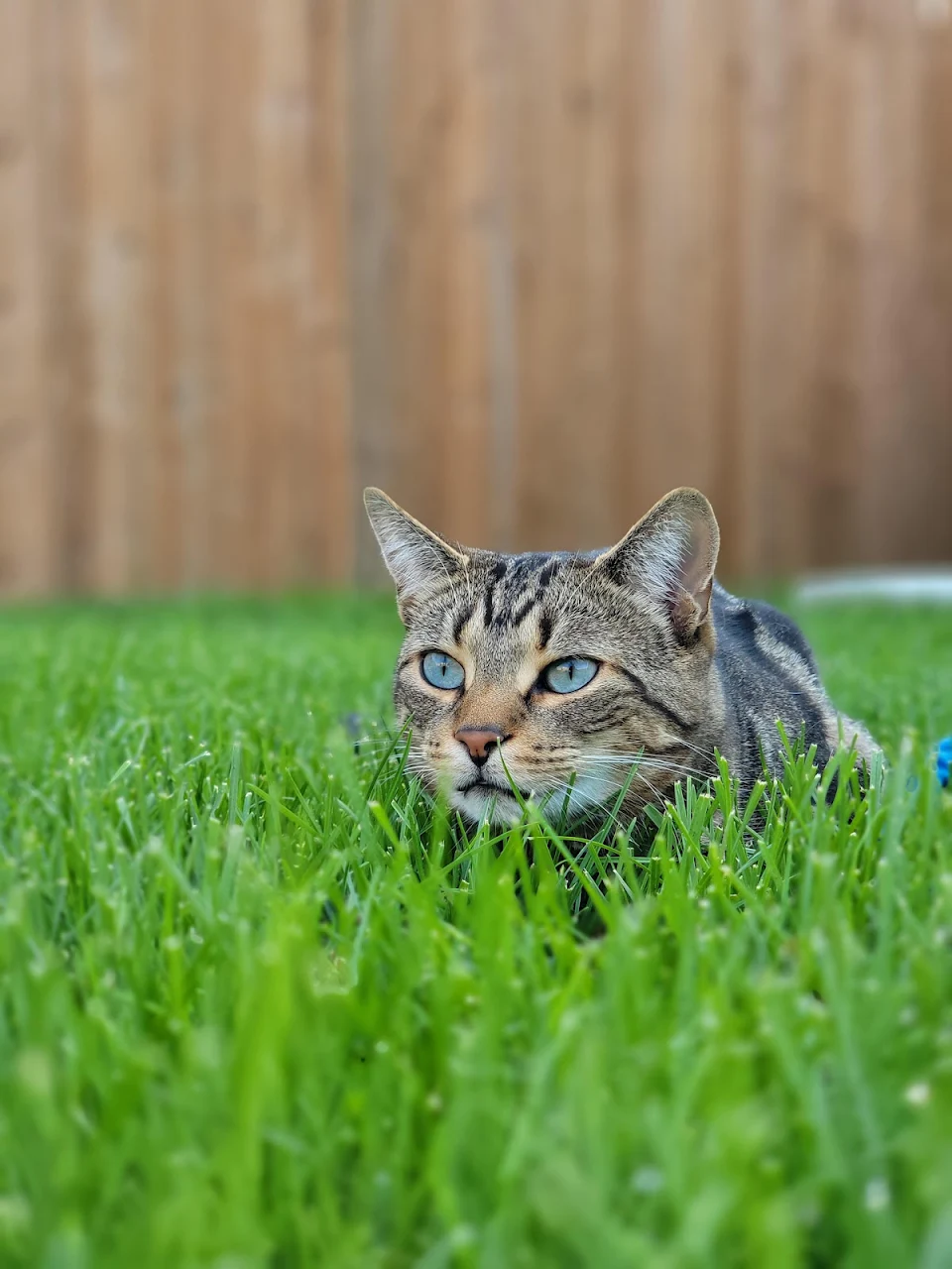 stalking kitty in the grass