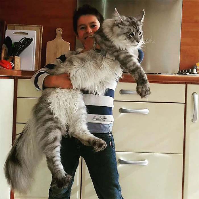 Meet the maine coon
