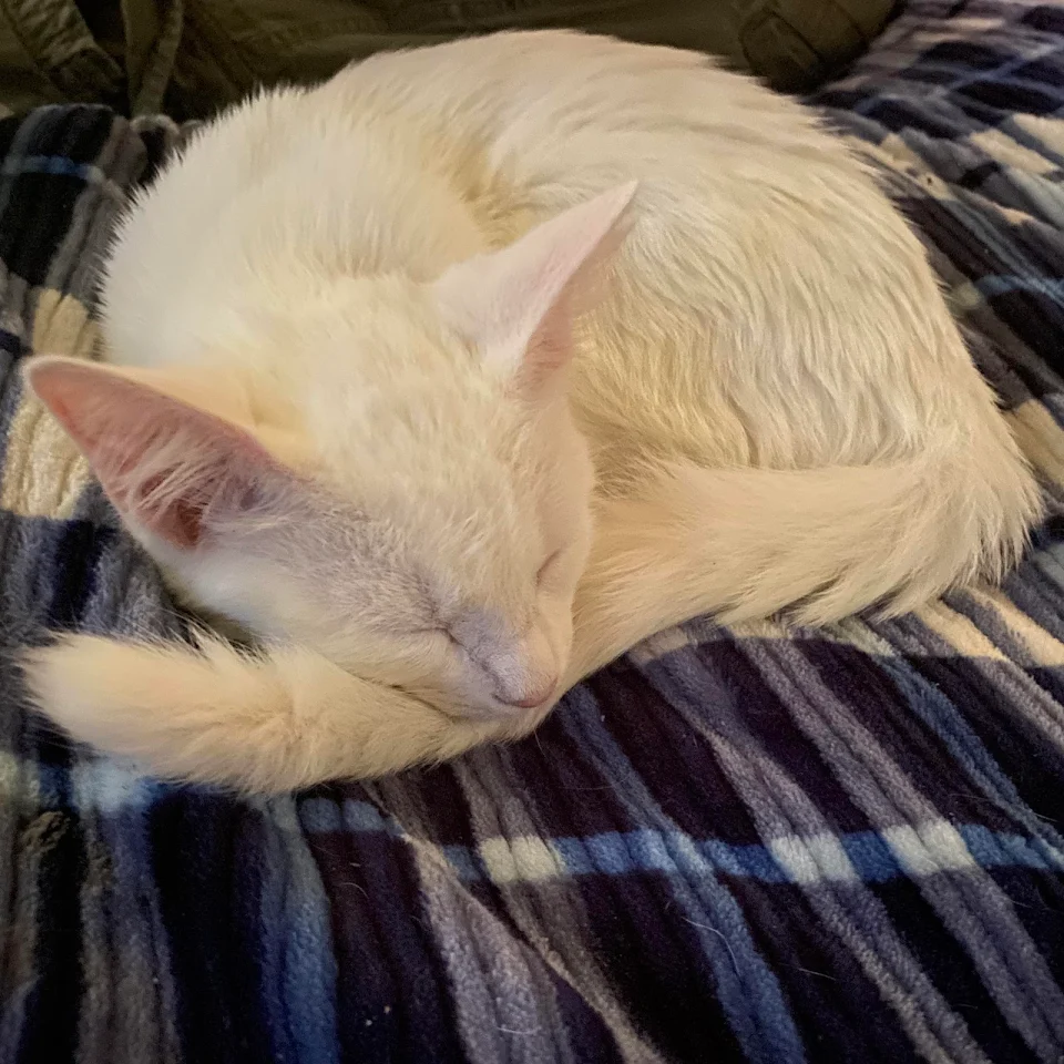 Rescued a stray from outside and her name is Willow she’s also deaf