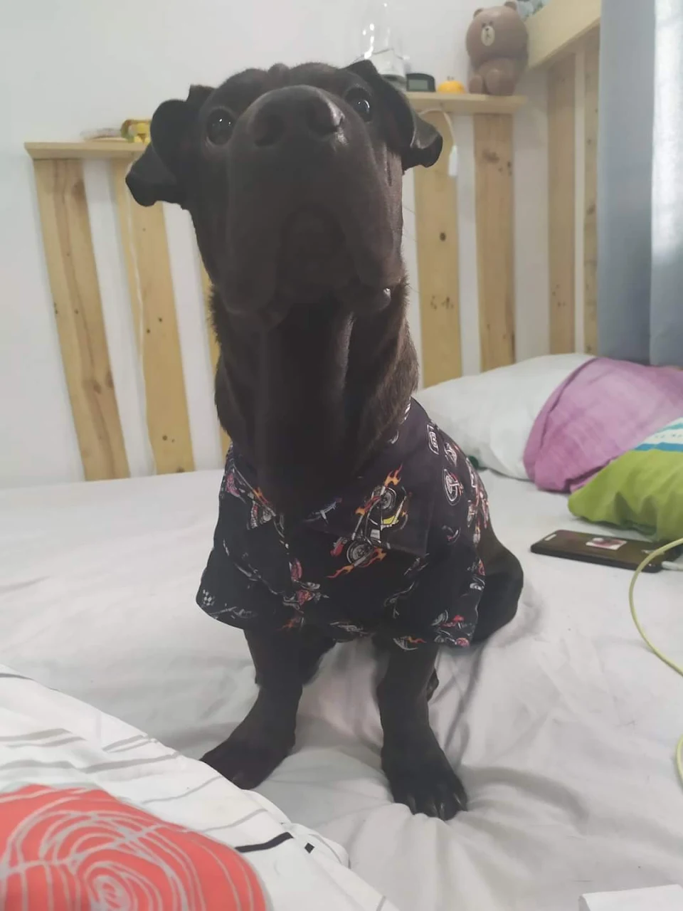Midnight would like to show off his ootd.