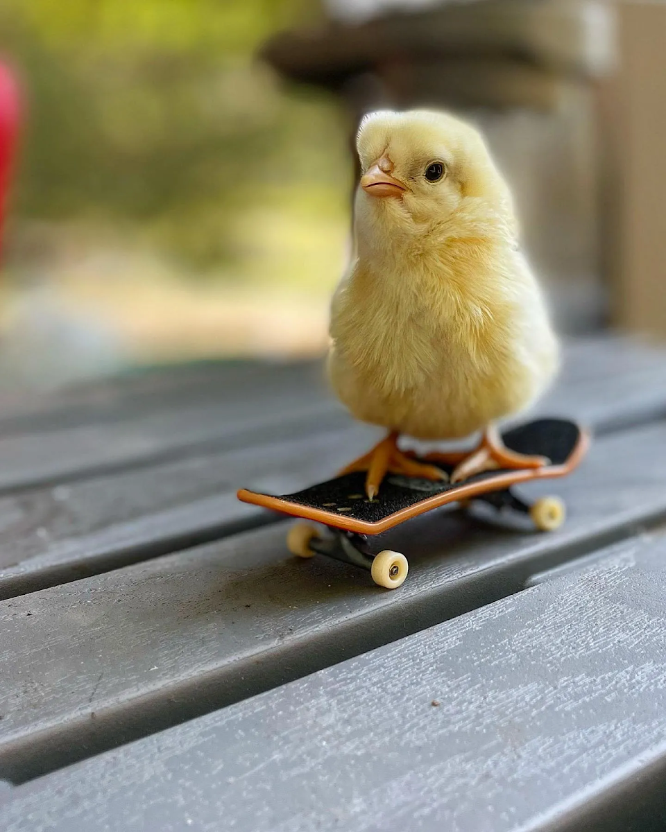 Skater Chick