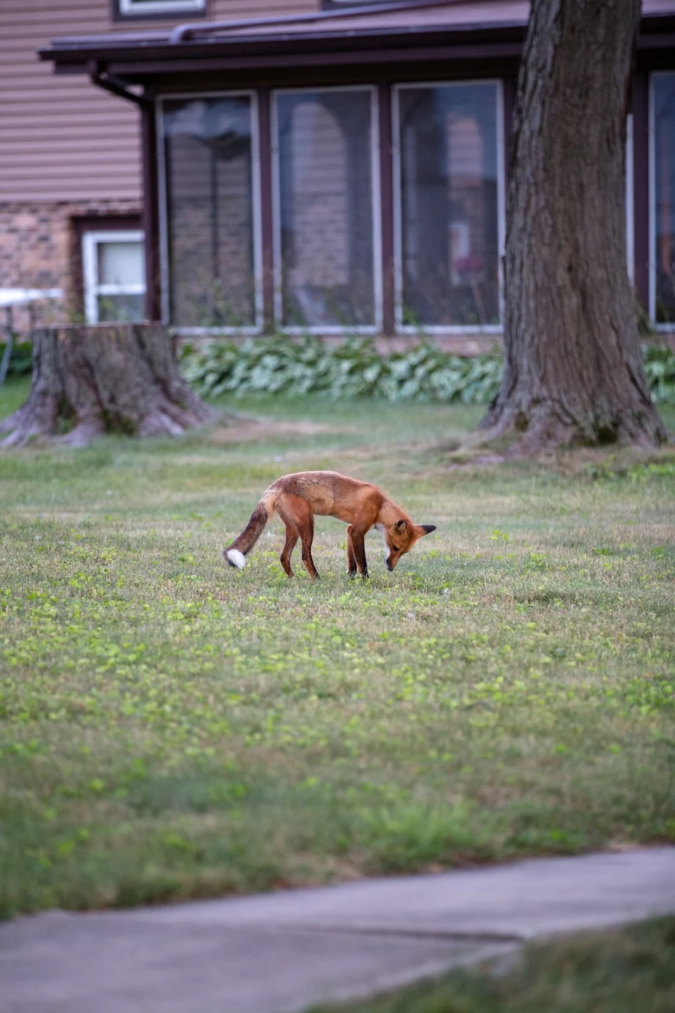 Can foxes be rare puppers? This guy is doing a great job of pest control in our neighborhood