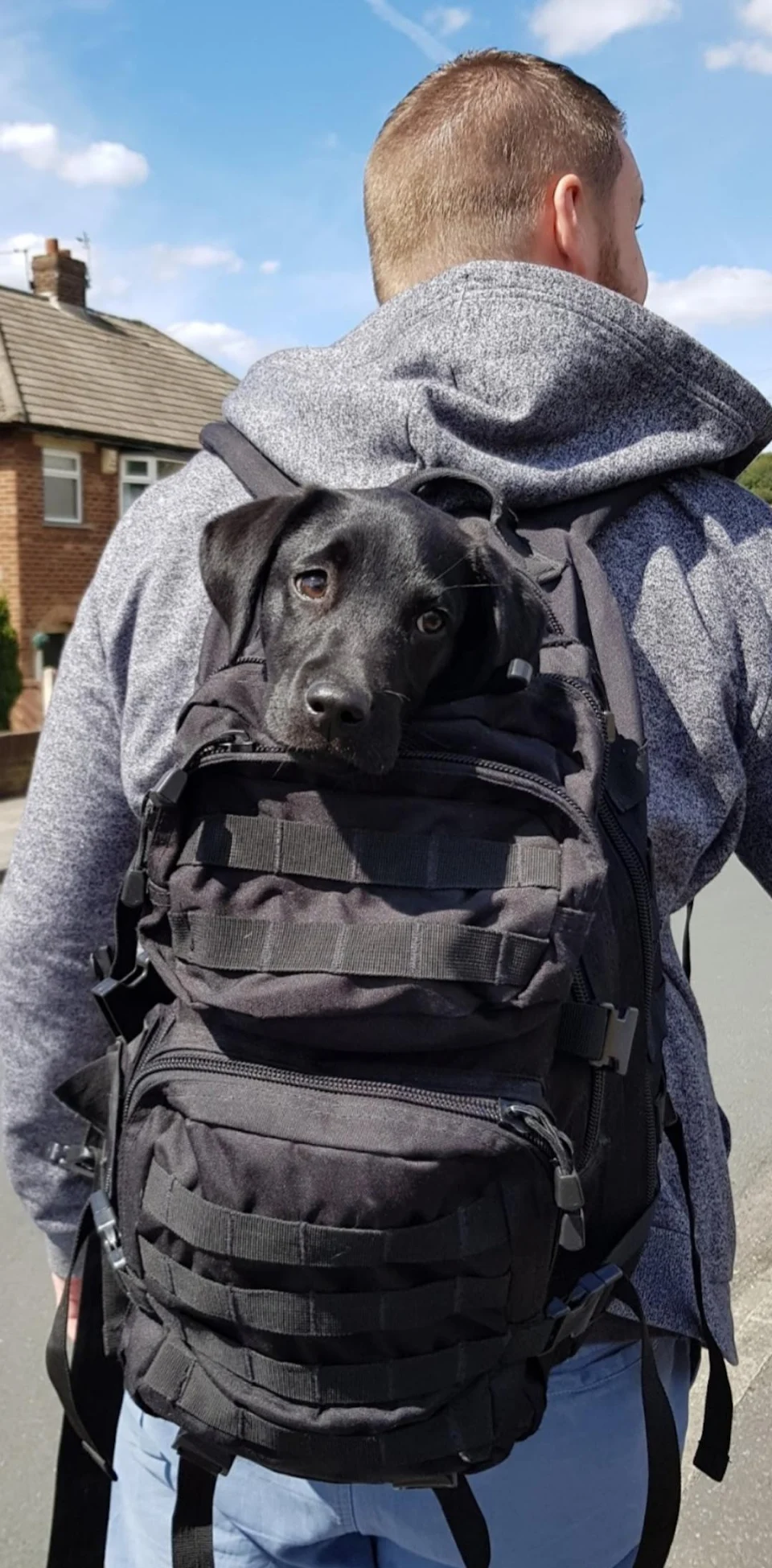 Backpack Pupper after breaking a leg. The eyes say 