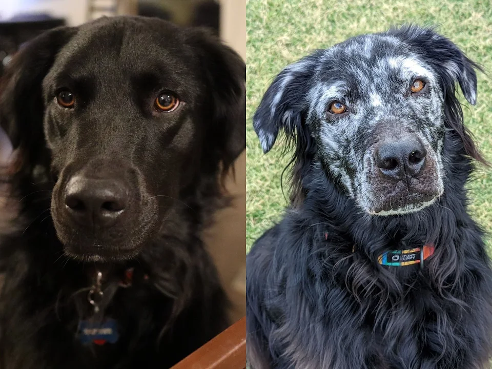 My dog Buster has the skin condition vitiligo. It causes depigmentation of the skin (and fur). The left photo is from 9 months ago. The right photo was taken today!