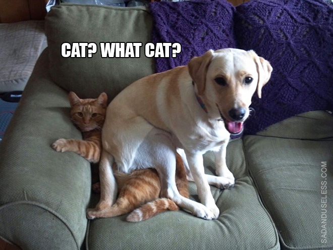cat? what cat?