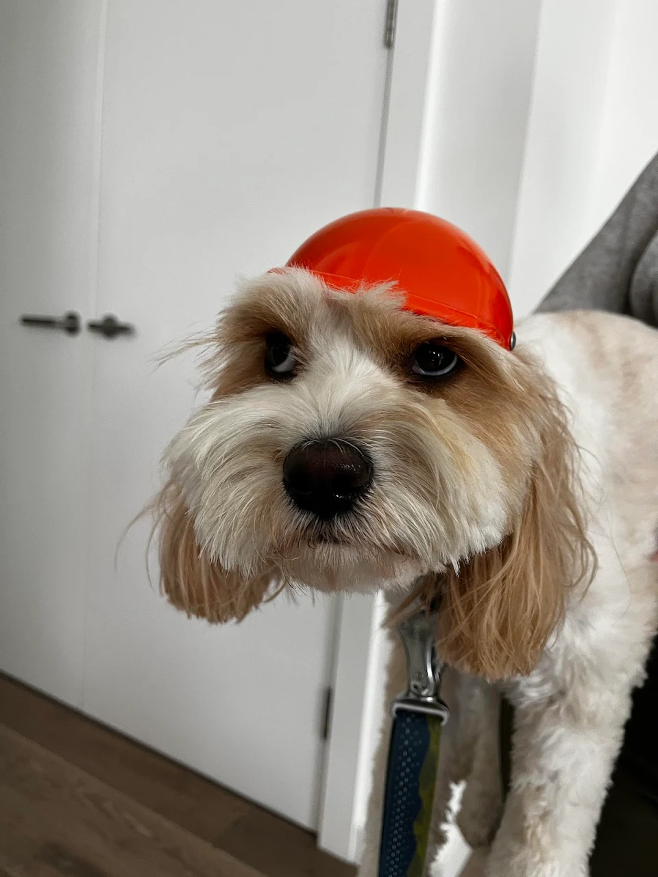 a dog with a helmet