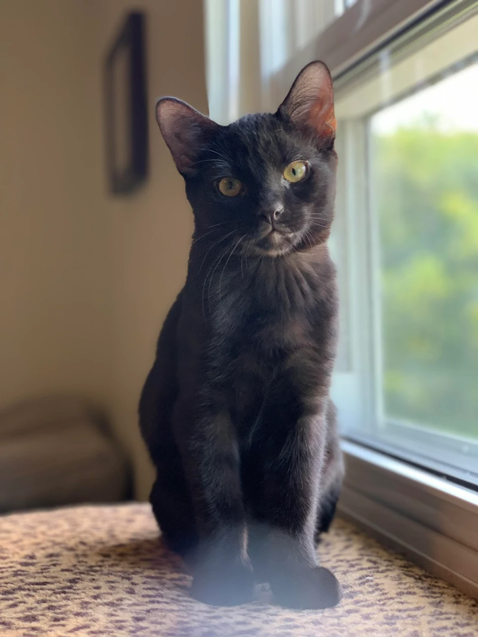 Here’s my foster Jack for Black Cat Appreciation Day!