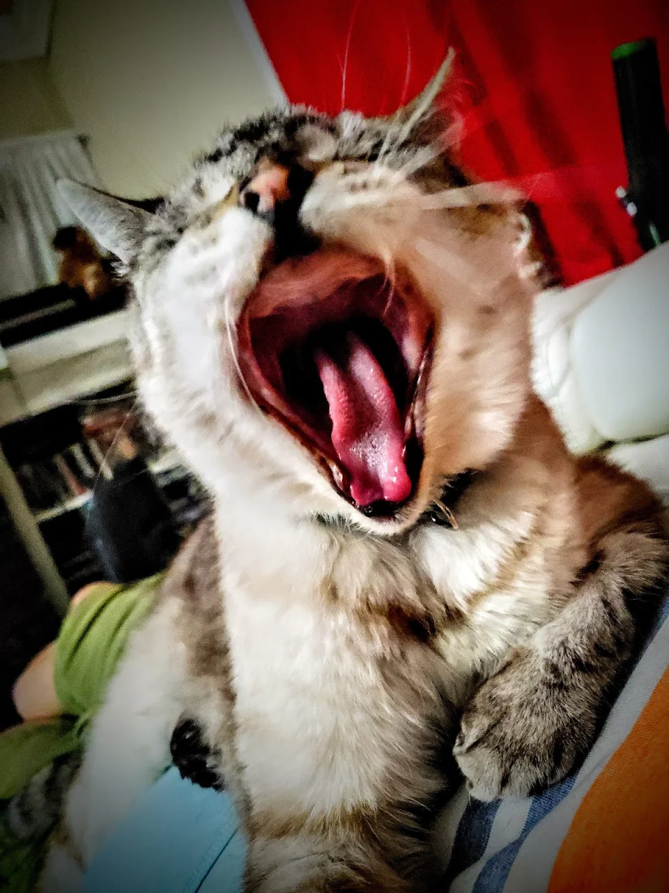 [OC] Caught my toothless boy mid yawn