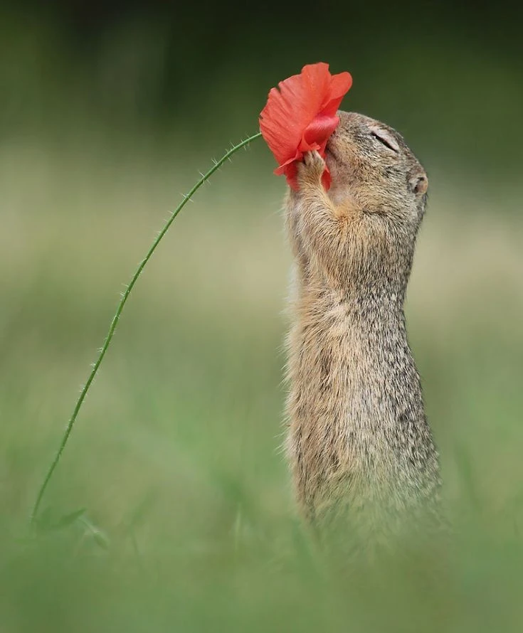 A Squirrel Stopping To Smell A Flower