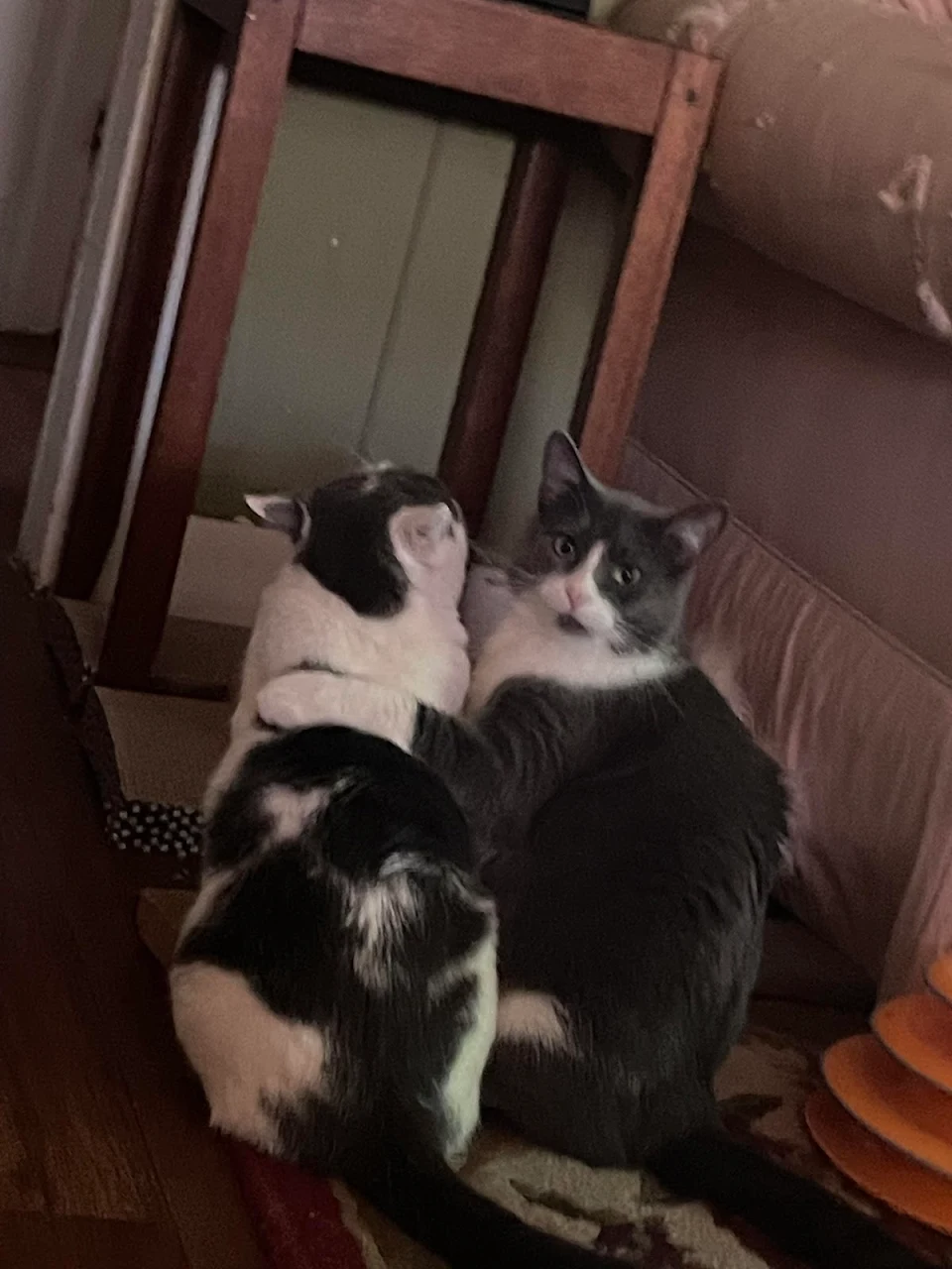 Can’t believe I got this pic these are my 2 kitty sister cats they are good buds clearly