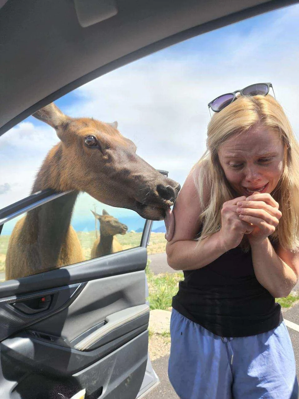 PsBattle: Woman getting licked by an elk.