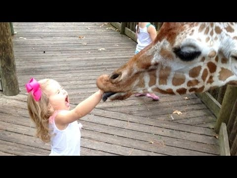 giraffe play bite