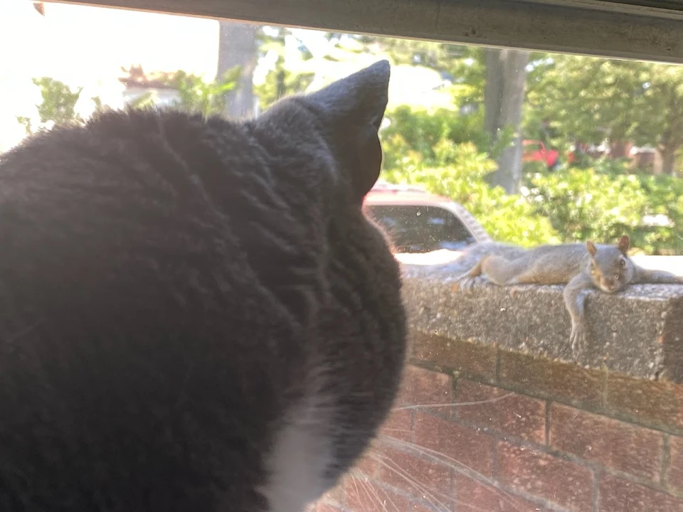 This squirrel gets the cats all worked up and doesn't even care