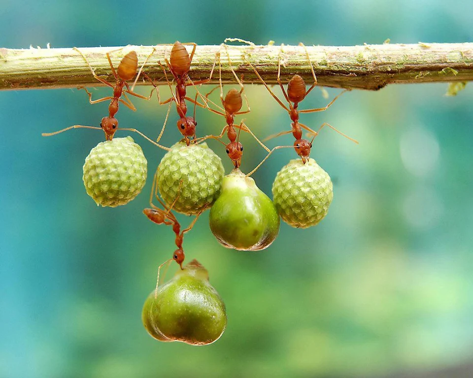 🔥 The ants holding and hanging different plants' seeds