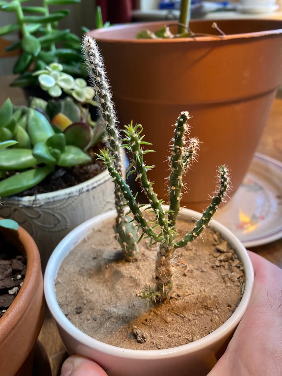 My cholla cactus is growing new arms!