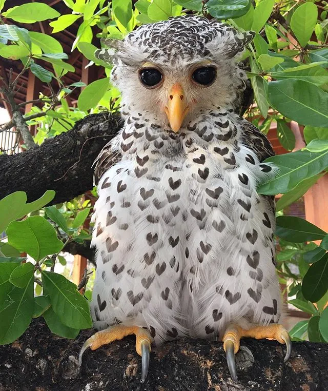 Feathers of the spot-bellied eagle-owl appear as tiny black hearts