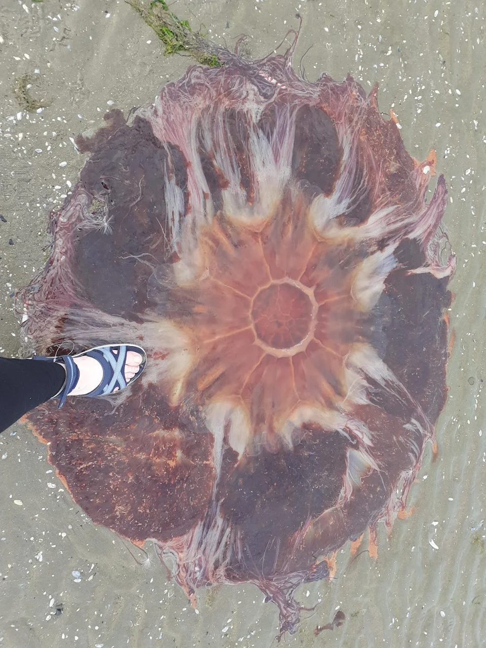 Why I do not swim locally after July. Lion's Mane jellyfish, East Coast of Ireland.