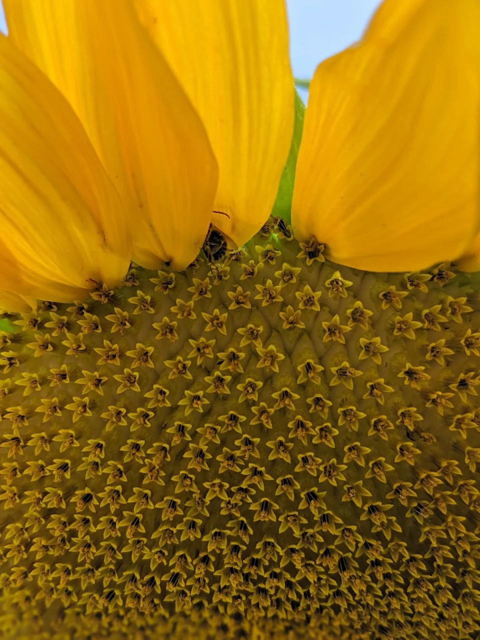 I took a picture of a bee butt inside one of my sunflowers