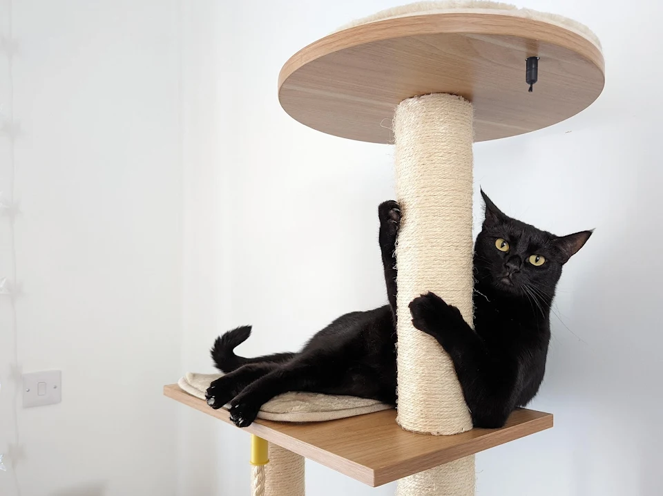 a cat holding a scratching post