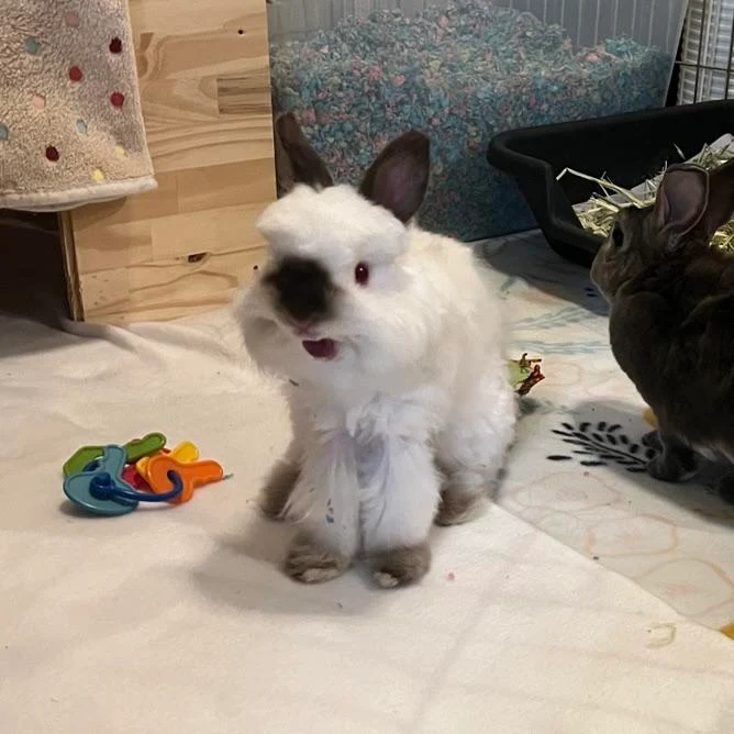A yawning rabbit