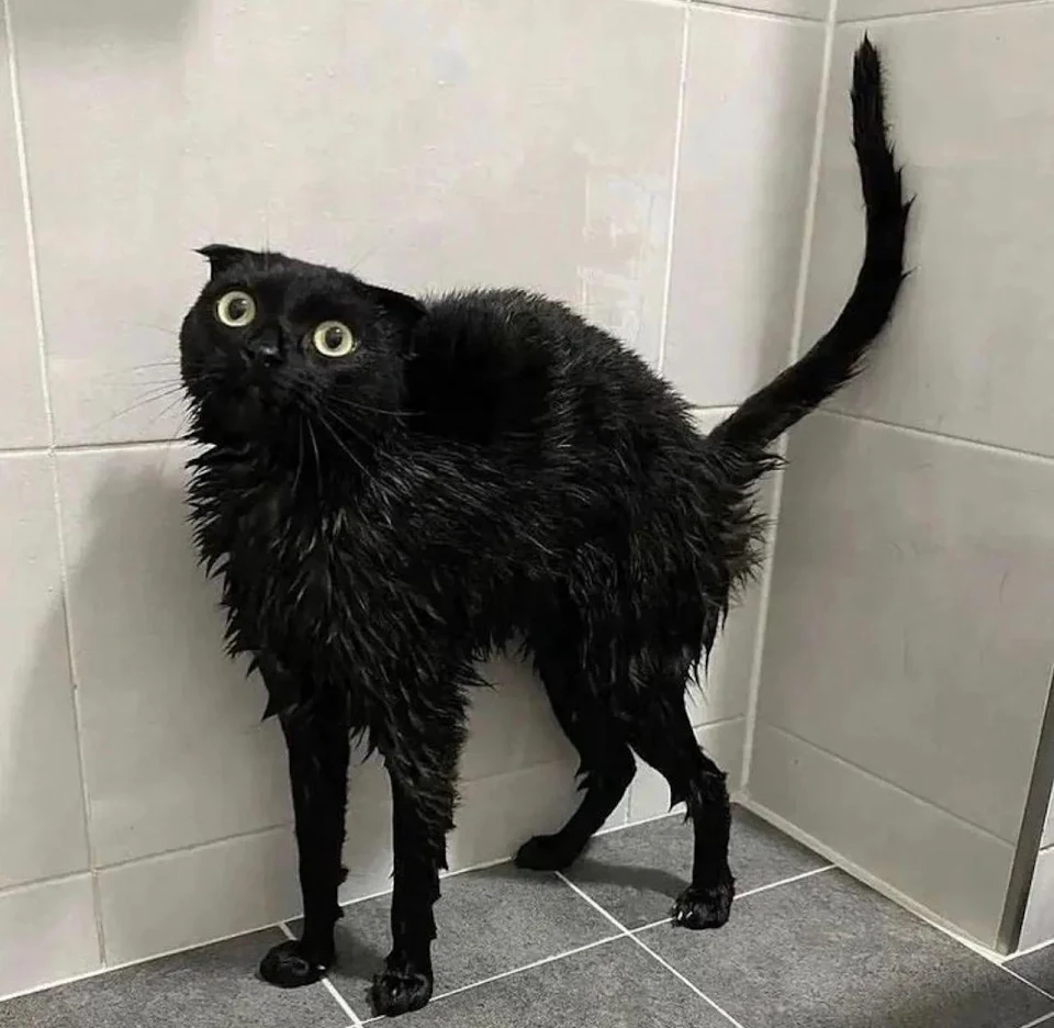 This freshly bathed cat