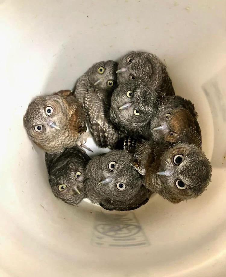 A Bucket of Owls