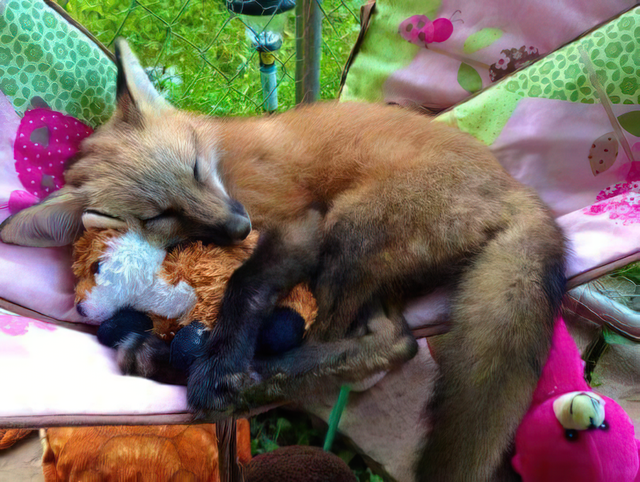 fox hugging a fox plushie 😍