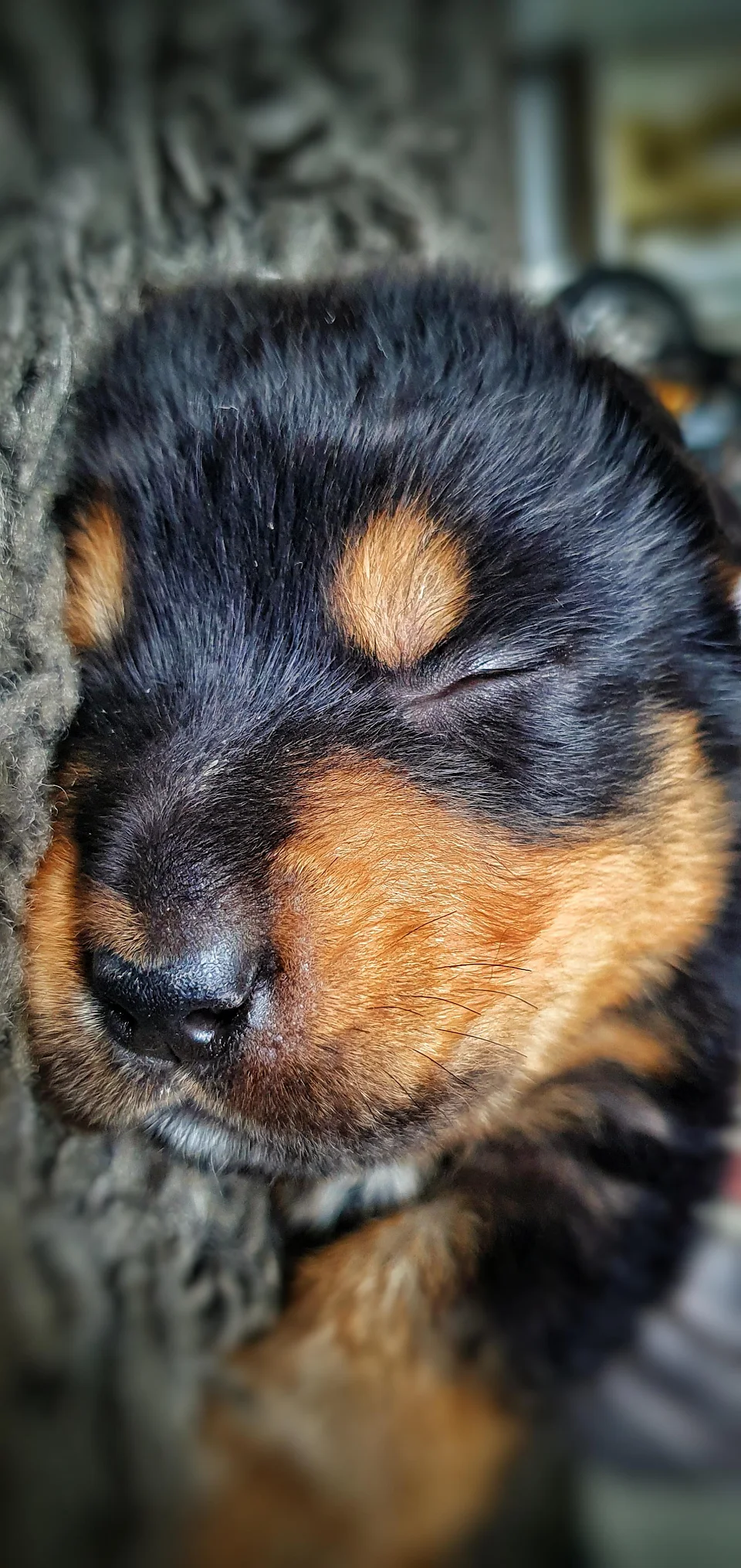 The only thing cuter than a puppy is a sleeping puppy