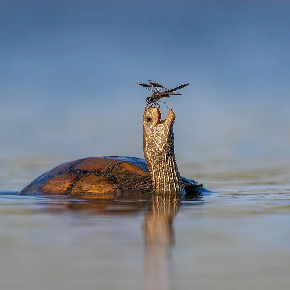 This turtle and dragonfly