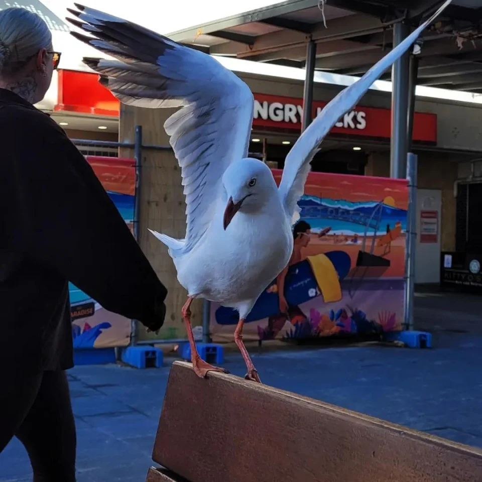 this bird in the Gold Coast