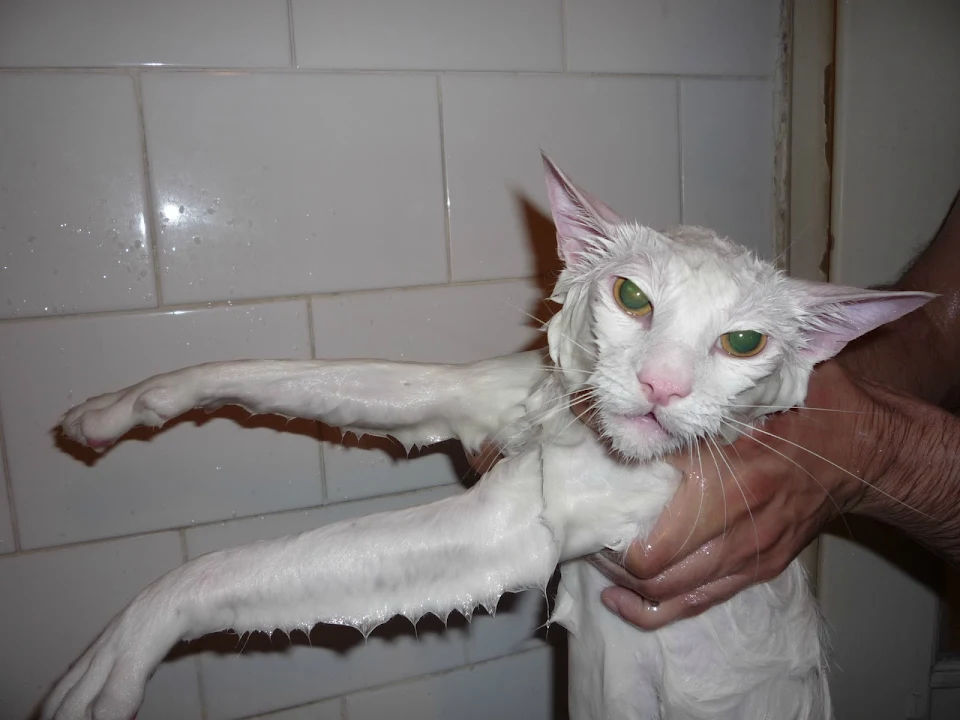 Hands holding a wet white cat