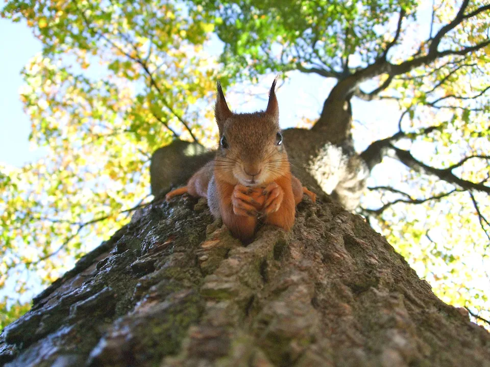The Squirrel hanging on the tree looking into camera