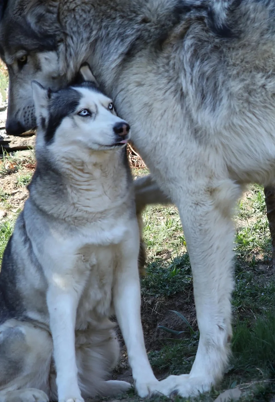 Husky near a Grey Wolf