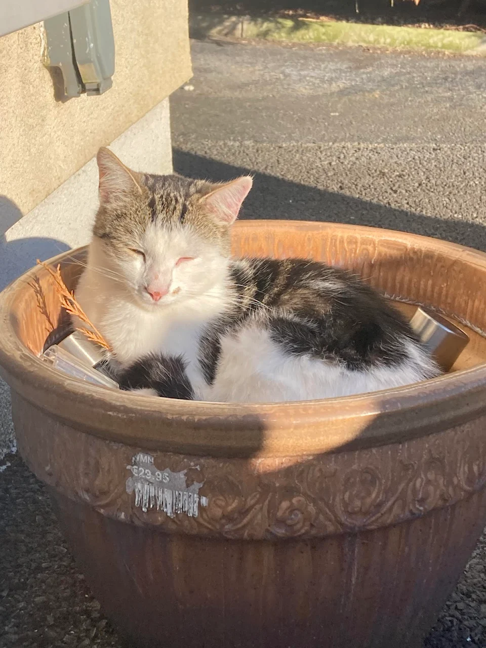 Cat in flower pot