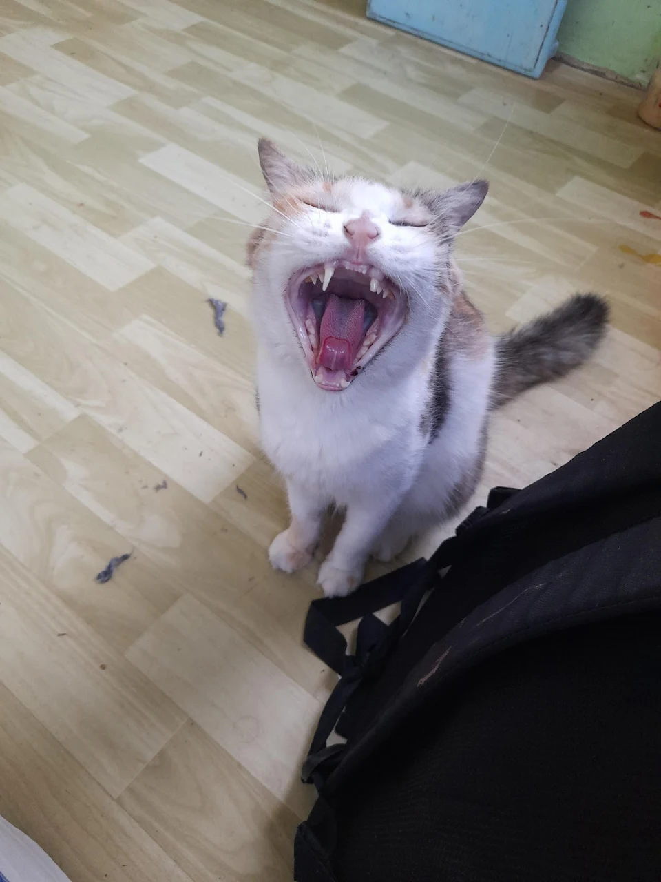 A cat in the middle of yawning